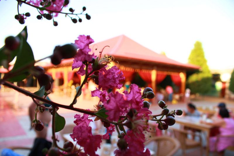 Grace Garden